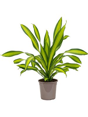 Dracaena fragrans 'Charley', Kopf, im 24cm Topf, Hhe 85cm, Breite 50cm