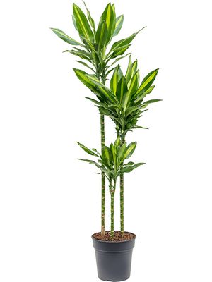 Dracaena fragrans 'Cintho', 90-60-30, im 24cm Topf, Höhe 150cm, Breite 35cm