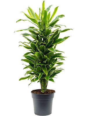 Dracaena fragrans 'Golden Coast', Verzweigt-multi, im 27cm Topf, Hhe 100cm, Breite 40cm