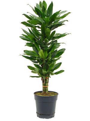 Dracaena fragrans 'Golden Dragon', 60-Carrousel, im 24cm Topf, Hhe 100cm, Breite 35cm