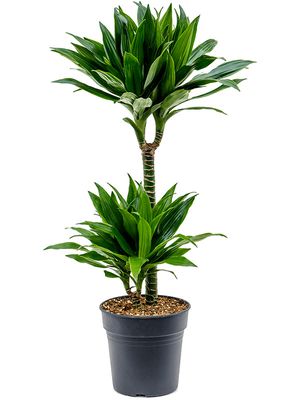 Dracaena fragrans 'Green Jewel', 45-15, im 19cm Topf, Höhe 85cm, Breite 40cm