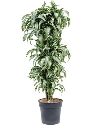 Dracaena fragrans 'Jade Jewel', Verzweigt-multi, im 30cm Topf, Hhe 140cm, Breite 60cm