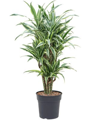 Dracaena fragrans 'Lemon Suprise', Verzweigt-Multi, im 27cm Topf, Hhe 100cm, Breite 45cm