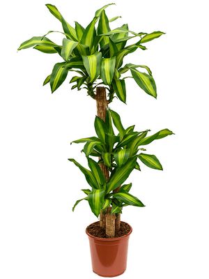 Dracaena fragrans 'Massangeana', 90-45-20, im 24cm Topf, Hhe 135cm, Breite 35cm