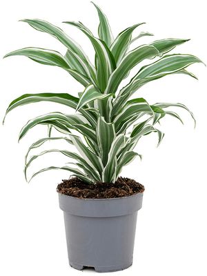 Dracaena fragrans 'White Jewel', Kopf, im 17cm Topf, Hhe 40cm, Breite 30cm