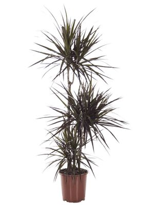 Dracaena marginata 'Magenta', 60-30-15, im 21cm Topf, Hhe 120cm, Breite 35cm