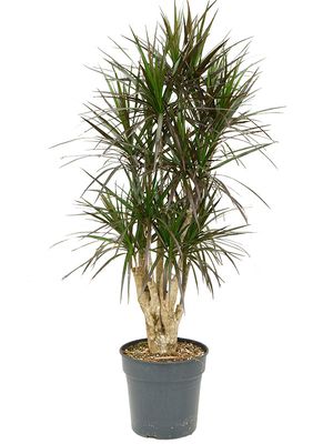 Dracaena marginata 'Margenta', Verzweigt, im 30cm Topf, Hhe 140cm, Breite 70cm