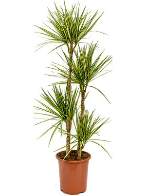 Dracaena marginata 'Sunray', 90-60-30-15, im 27cm Topf, Hhe 150cm, Breite 40cm