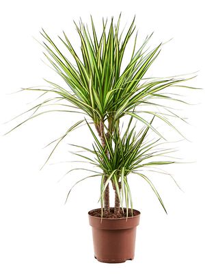 Dracaena marginata 'Sunray'q, 30-15, im 17cm Topf, Hhe 65cm, Breite 35cm