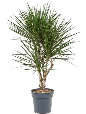 Dracaena marginata spider, Verzweigt, im 27cm Topf, Hhe 120cm, Breite 55cm