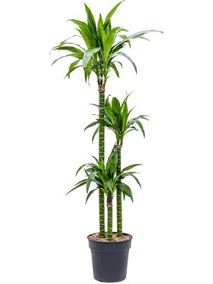 Dracaena steudnerii 'Liza', 90-60-30, im 24cm Topf, Hhe 145cm, Breite 45cm