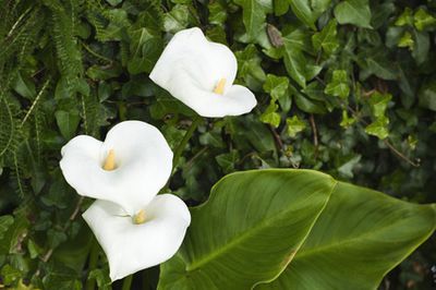 Drachenwurz (Calla) &ndash; Pflanzen, Pflege &amp; Winterhart