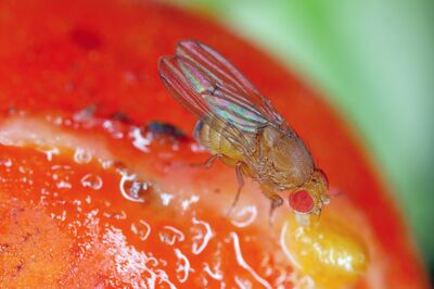 >Kirschessigfliege: So erkennst du den Sch�dling und sch�tzt dein Obst wirksam