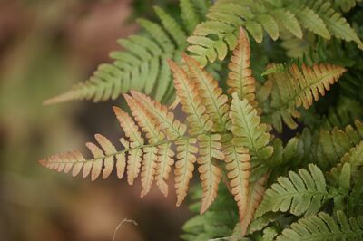 Dryopteris erythrosora, Rotschleierfarn