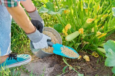 D�ngen im Sommer: Welche Pflanzen davon profitieren – und welchen es eher schadet