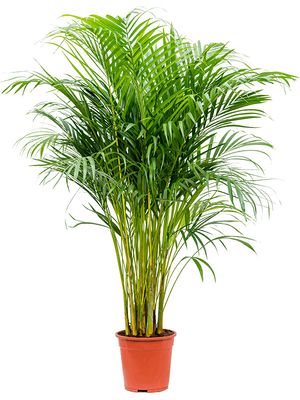 Dypsis (Areca) lutescens, Tuff, im 21cm Topf, Hhe 125cm, Breite 60cm