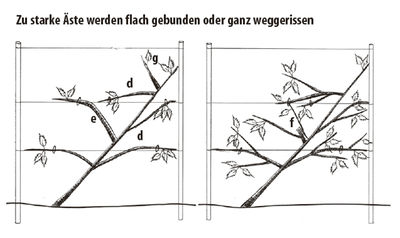 Diagonalbaum, Obstbaum, Easytree, ste flachbinden, wegreissen