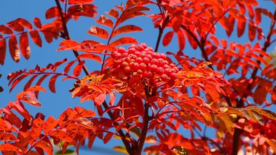 Herbstfärbung von Gehölzen: 12 Sorten mit spektakulärem Farbspiel