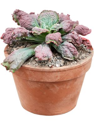 Echeveria 'Pulvinata', im 18cm Topf, Hhe 25cm, Breite 20cm