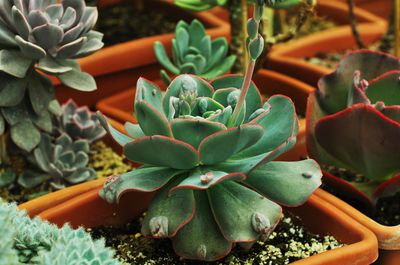 Echeveria richtig pflegen &ndash; das ist zu beachten