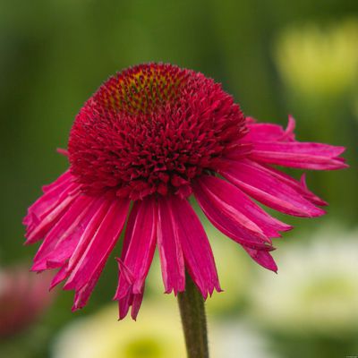 Echinacea purpurea 'Delicious Candy'