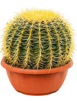 Echinocactus grusonii, im 25cm Topf, Hhe 30cm, Breite 25cm