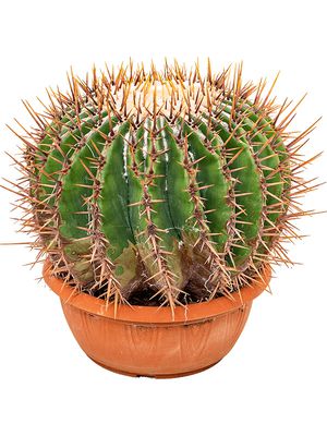 Echinocactus ingens, im 25cm Topf, Höhe 25cm, Breite 30cm