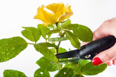 Edelrosen schneiden - Tipps und Tricks für den richtigen Rosenschnitt