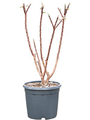 Edgeworthia chrysantha, Verzweigt, im 29cm Topf, Hhe 85cm, Breite 45cm
