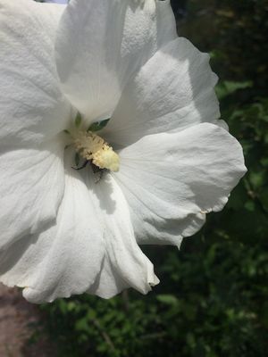 Hibiskus, Eibisch 'Totus Albus' (Hibiscus syriacus 'Totus Albus')