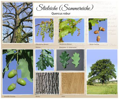 Stieleiche, Sommereiche &ndash; Steckbrief, Pflege, Vermehrung &amp; Schneiden