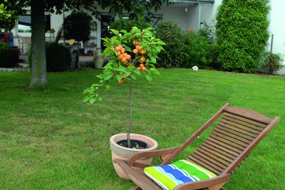 Ein Obstbaum fr Balkon und Terrasse - frisches Obst aus eigener Ernte