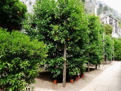 Der Zitrusbaum verliert Bltter - Vorbeugung und Pflege