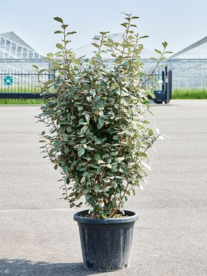 Elaeagnus ebbingei 'Compacta', Busch, im 39cm Topf, Hhe 140cm, Breite 55cm