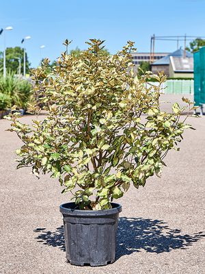 Elaeagnus ebbingei 'Maryline', Busch, im 32cm Topf, Hhe 110cm, Breite 55cm