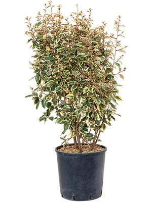 Elaeagnus ebbingei 'Viveleg', Busch, im 32cm Topf, Hhe 115cm, Breite 55cm