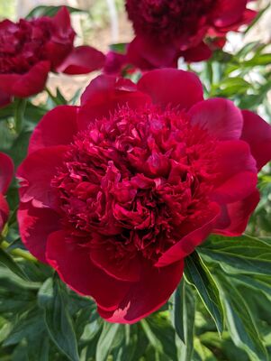 Paeonia Eliza Lundy, Paeonia x officinalis, Pfingstrose, Pfingstrosen Paeonia Eliza Lundy, Paeonia x officinalis, Pfingstrose, Pfingstrosen