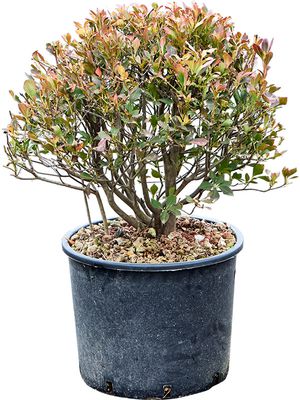 Enkianthus perulatus (50-70), Kugel, im 30cm Topf, Hhe 60cm, Breite 45cm