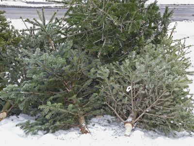 Weihnachtsbaum entsorgen: Tipps