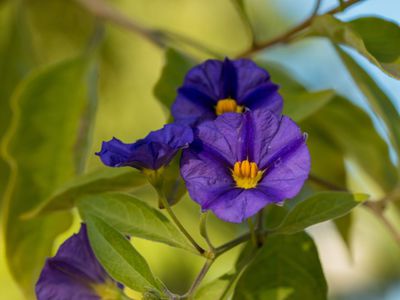 Solanum rantonnetii - die Pflege des Enzianstrauchs