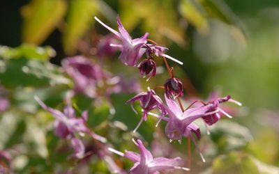 BlÃ¼ten
