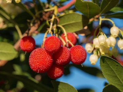 Erdbeerbaum Erdbeere Erdbeeren essbare Früchte Arbutus unedo *10 Samen 