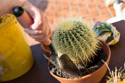 Kakteenerde selber machen: Wie mischt man Kaktuserde selbst?