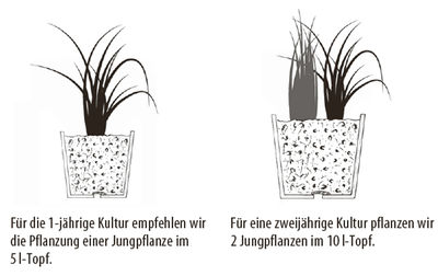 Chufa, Erdmandel, Standort, Pflanzung, Jungpflanze, Topf