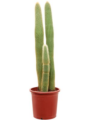 Espostoa (Vatricania) guentheri (70-110), im 27cm Topf, Hhe 95cm, Breite 25cm