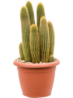 Espostoa (Vatricania) guentheri, im 20cm Topf, Höhe 15cm, Breite 40cm