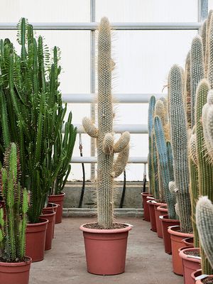 Espostoa lanata (130-160), Verzweigt, im 32cm Topf, Hhe 145cm, Breite 50cm