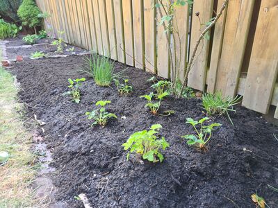 Mein erster Garten. Der Garten im April.