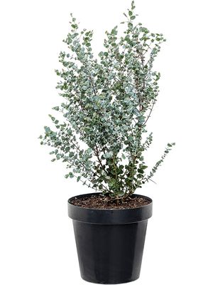 Eucalyptus gunnii 'Azura', Busch, im 23cm Topf, Hhe 60cm, Breite 35cm