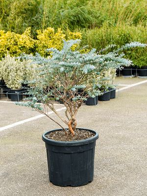 Eucalyptus gunnii 'Nano', Stamm, im 50cm Topf, Hhe 120cm, Breite 75cm